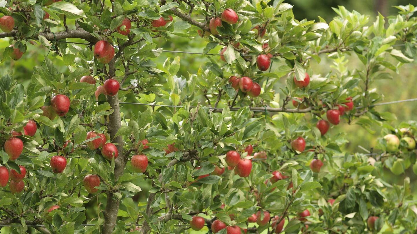A f an-trained apple tree growing against tensioned wires. Photograph: Richard Johnston