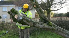 Storm Darwin blew down up to 7.5 million trees, task force finds
