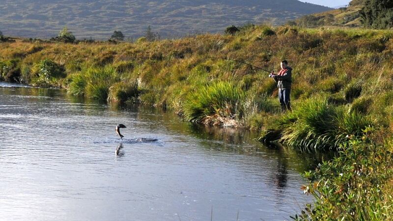 Ben O’Connor plays a lively salmon at the Delphi Lodge Fishery in Connemara. Photograph: John O’Connor