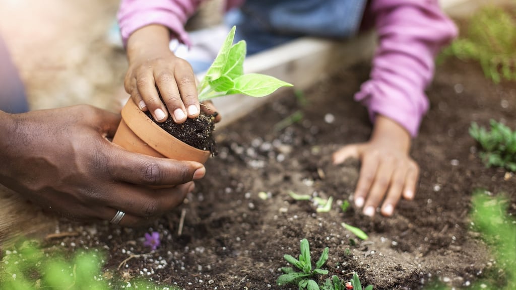 Hardier plants can go into the ground in April. Photograph: Getty
