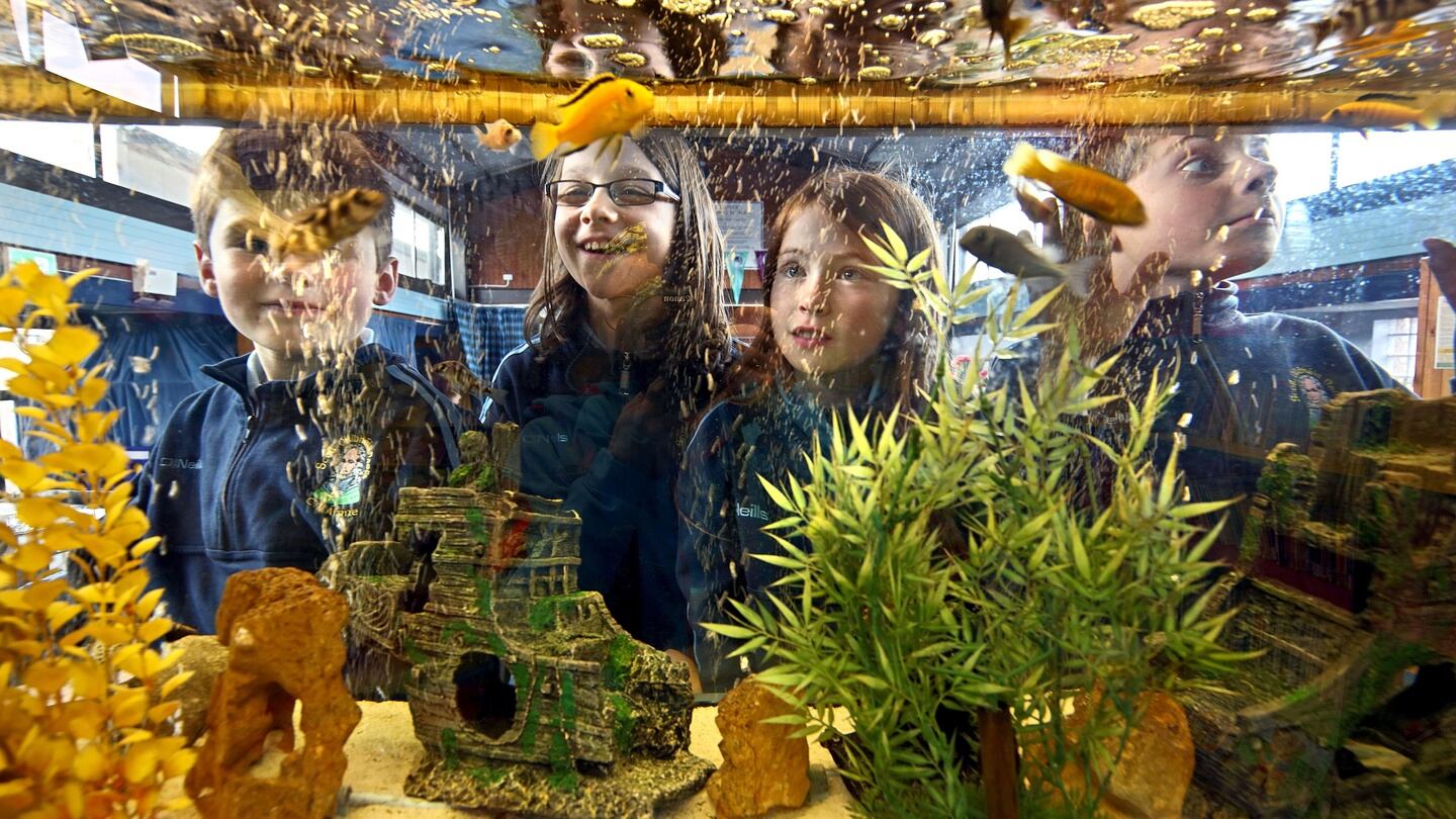 St Oliver’s national school, Killarney, Co Kerry: Ben O’Brien, Victoria Pierog, Nell Moore and Adam Ostrykiewicz from third class. Photograph: Valerie O’Sullivan