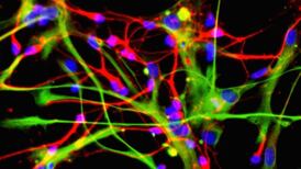 Quickie stem cells? Not so fast