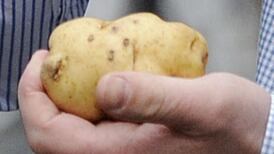 The politics of potatoes