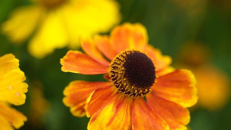 Heleniums are great perennials for late summer/autumn colour. Photograph: Richard Johnston