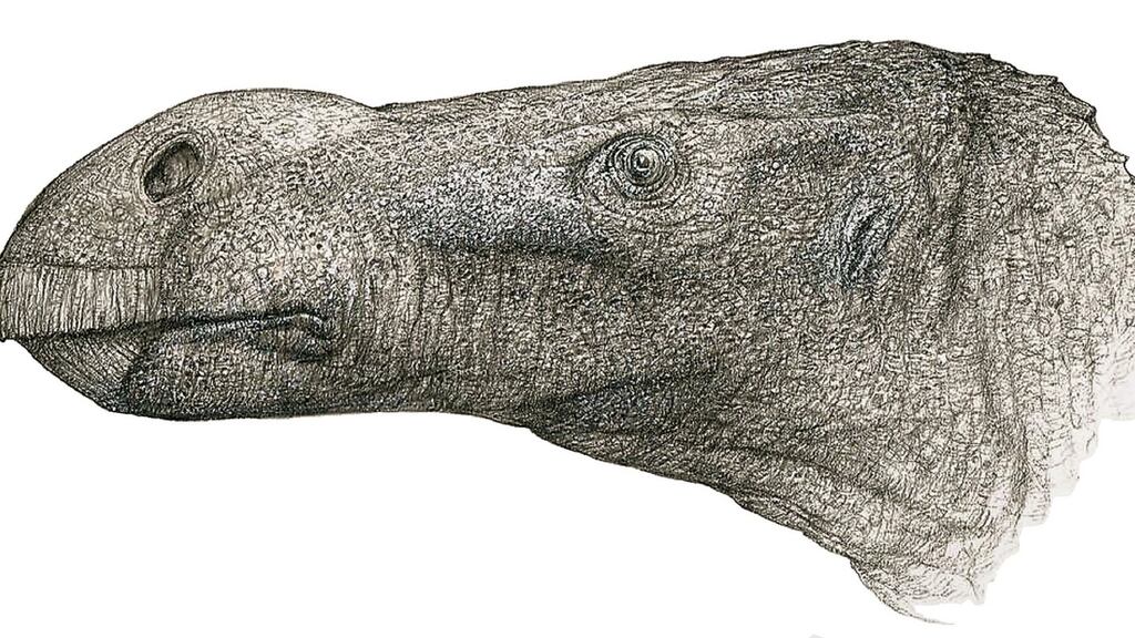 Brighstoneus simmondsi was discovered by Jeremy Lockwood who was determined to prove that the two most common dinosaurs on the Isle of Wight, known as the ‘cattle of the Cretaceous’, were not alone. Photograph: John Sibbick/University of Portsmouth/PA