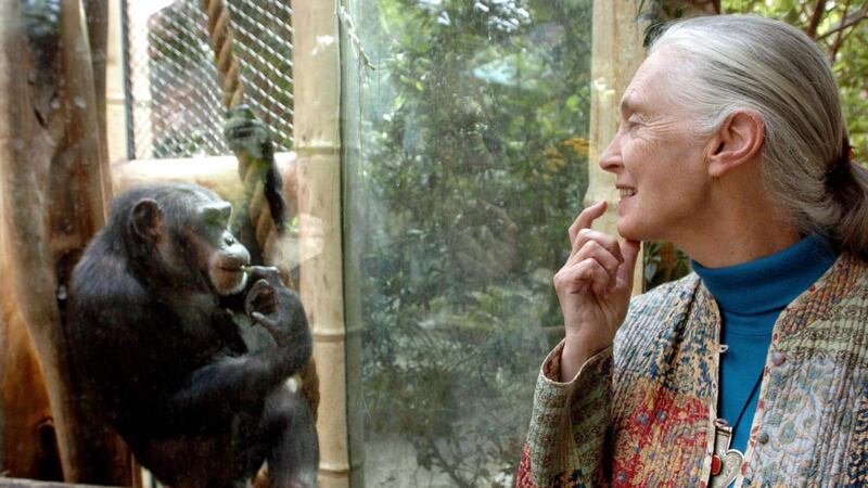 British primatologist Jane Goodall communicates with the chimpanzee Nana at the zoo of Magdeburg, Germany in June 2004. Photograph: Jens Schlueter/AFP