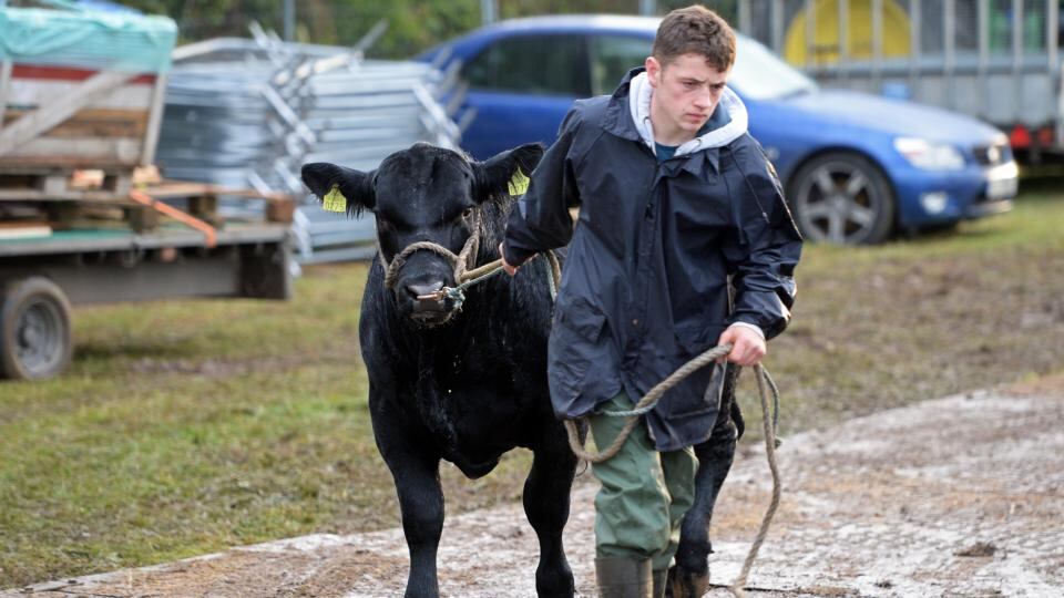 Opening day at the National Ploughing Championships 2015. Photograph: Eric Luke