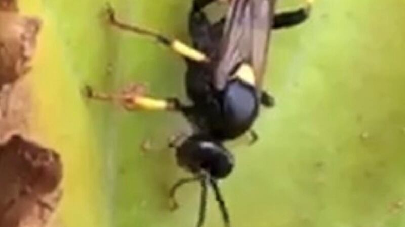 The ichneumon wasp does not sting like the common wasp.