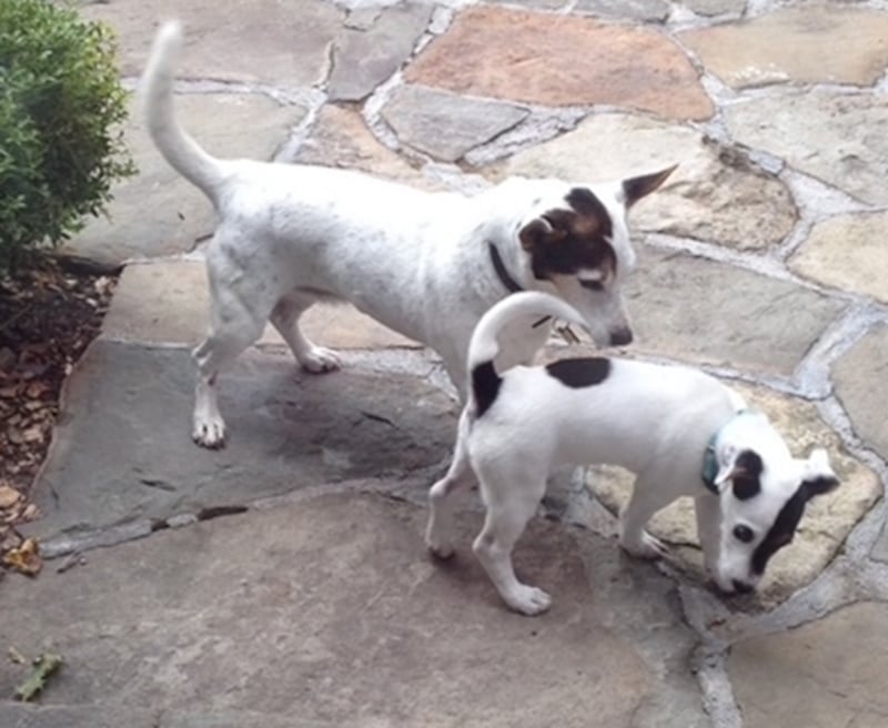 Barry Diller's dogs Shannon and Evita when they met in 2013