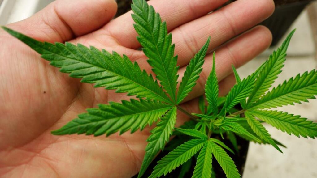 Subject to analysis, the total of 24.5kg of cannabis herb has a street value of €490,000.