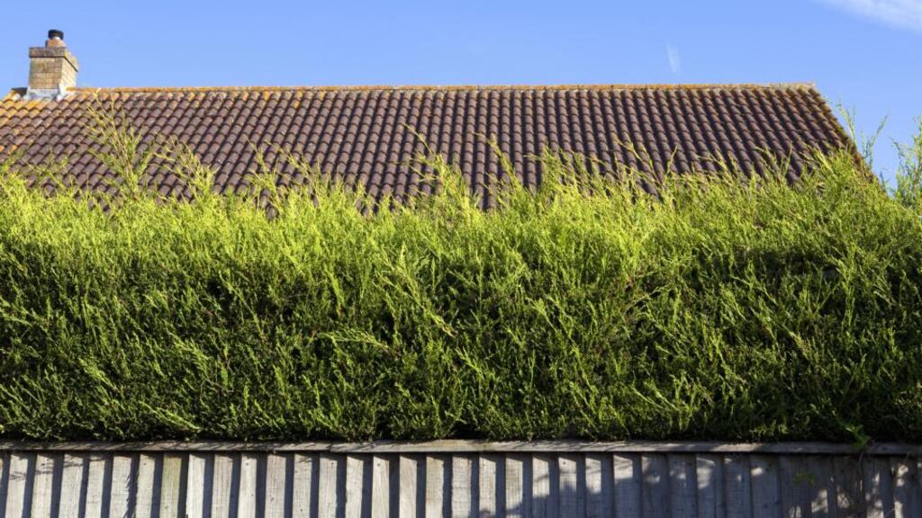 Leylandii trees and hedges are
particularly
problematic in residential areas – they are fast growing, difficult to control
and considerably reduce light to
nearby windows