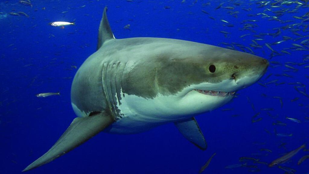 The attack happened off the east coast near where a four and a half metre great white shark was seen on Friday. Stock photograph: Getty Images.