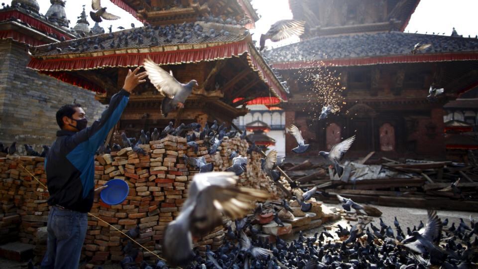 Rebuilding lives: feeding pigeons at a temple in Kathmandu after the earthquake. Photograph: Navesh Chitrakar/Reuters