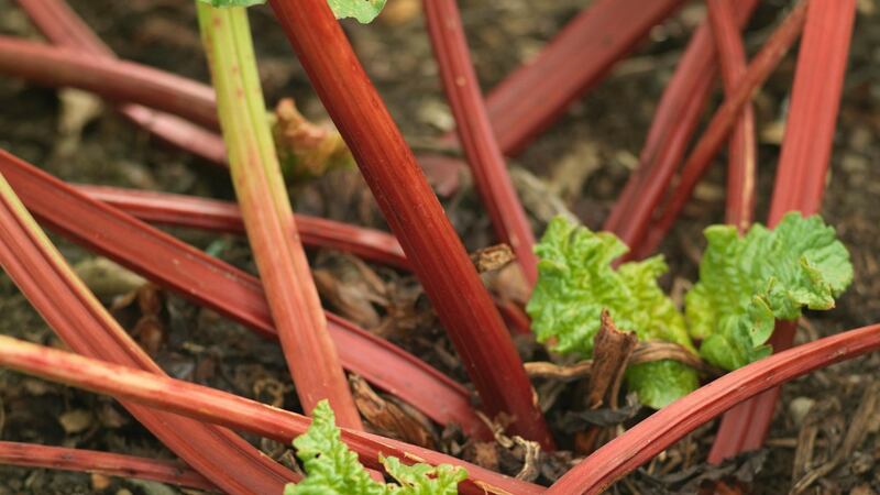 Now is a great time to plant rhubarb. Photograph: Richard Johnston
