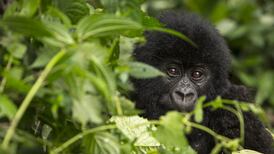 Almost 70% of Earth’s animal populations wiped out since 1970, report reveals