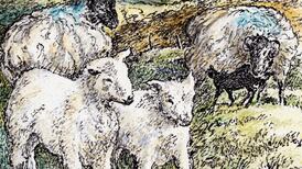 As sheep leave the hills, what’s to become of Ireland’s uplands?