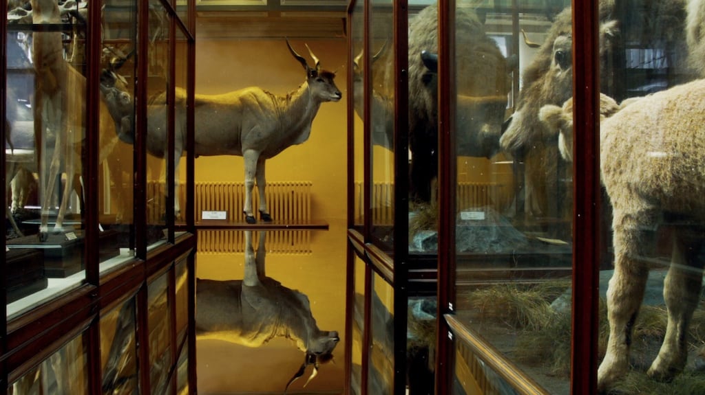 Reports to an Academy by Ailbhe Ní Bhriain