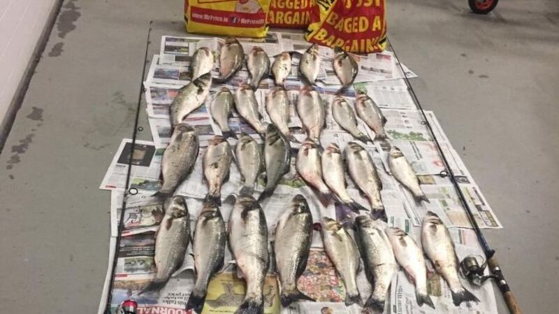 Bass seized by fisheries staff from two boat anglers on the southeast coast