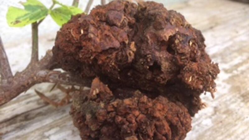 Crown gall caused by the bacterium Agrobacterium tumefaciens.