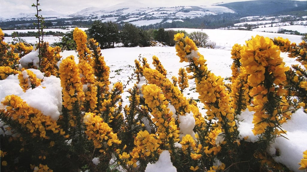 Cill Mhantáin faoi shneachta. grianghraf: frank miller/the irish times