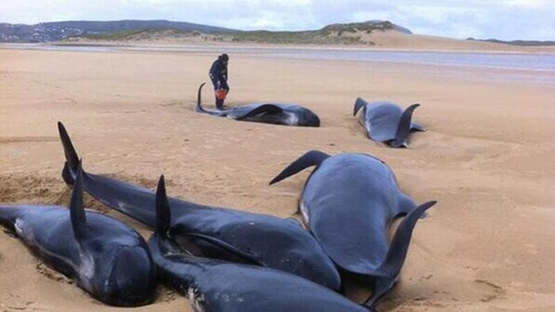 Screengrab image taken from the Twitter feed of @BarryWhyte85 of six of the 13 whales that were stranded on a beach off Donegal. PA