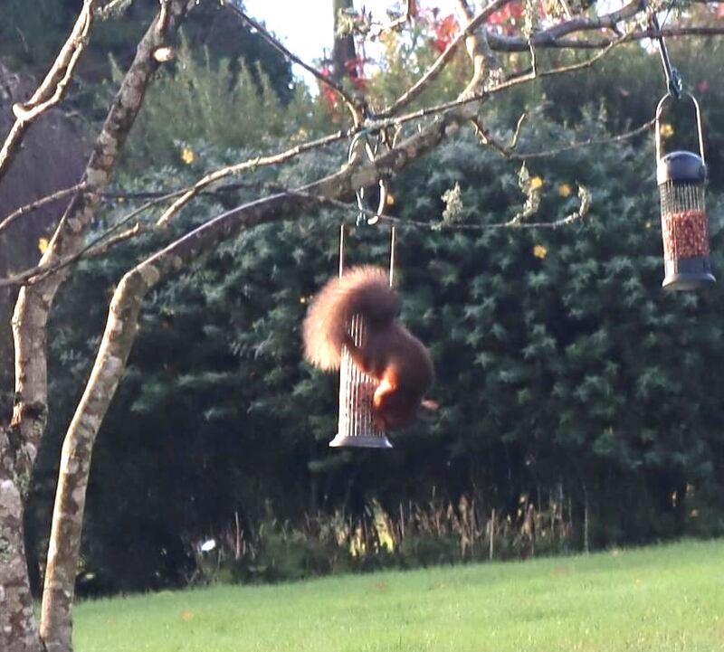 Red squirrel. Photograph supplied by Helen McGuire