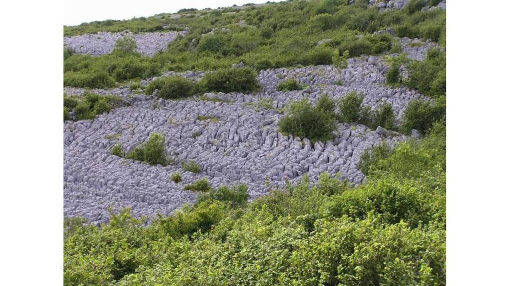Overgrowth of hazel and blackthorn scrub is increasing in the
Burren by almost 5 per cent per year, according to a new
report.