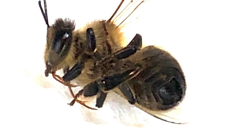 Hairy-footed flower bee