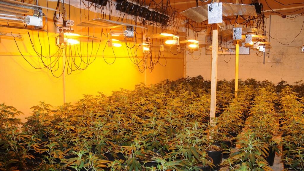 Gardai discovered €1.5 million worth of cannabis at a grow house in Ballymount, Dublin. Photograph: Garda Press Office