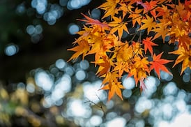 We need more garden trees - and now is the perfect time to plant them