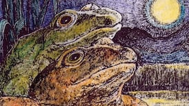 Michael Viney: Irish frogs and their explosive breeding