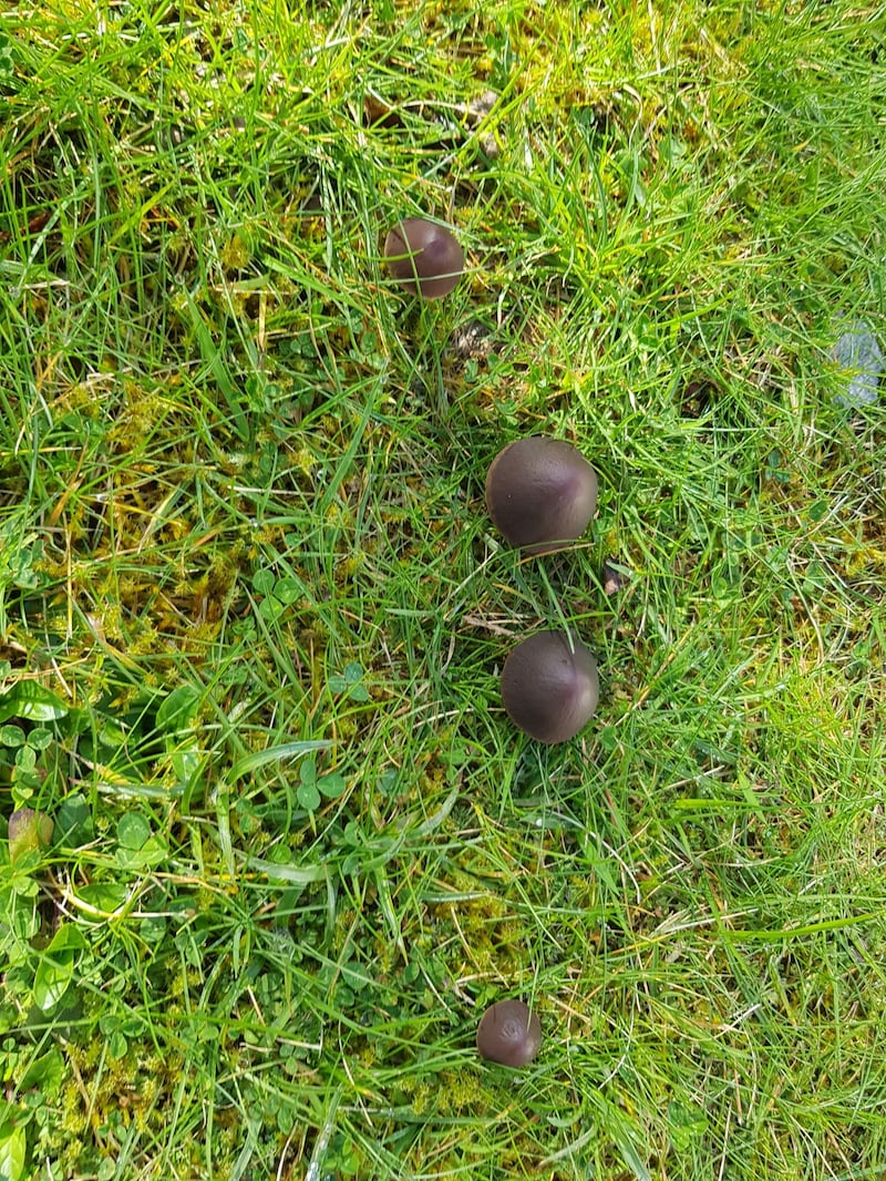 Black mushrooms, Panaeolus fimicola. Photograph supplied by Giles Lee