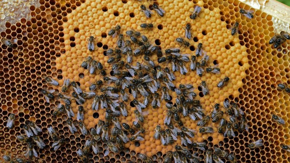 This is not going to be a good year for Irish honey production, says Liam McGarry, because it has been so cold the bees have been hive-bound. Photograph: Eric Luke