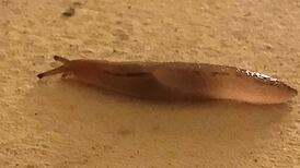 Anyone care for a cola bottle? Readers’ nature queries