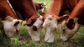 CSO reports 1% drop in farm incomes