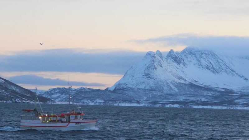 Norway’s most northerly fjords have become a new home for herring and other Atlantic fish species. Photograph: Stephen Starr