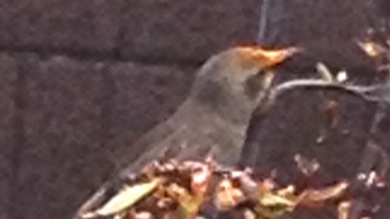 Eyes on nature: the flax-flower-feeding, pollen-collecting starling that Anne Harris photographed