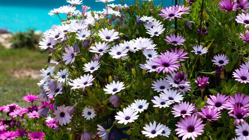 Red, purple and pink African daisies  with the blue water of a swimming pool at the background. Photograph: iStock