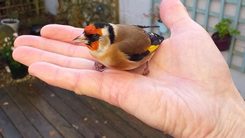 This goldfinch flew into Frank Curran’s patio door.