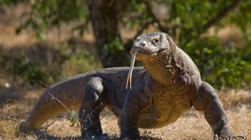 The Komodo dragon is now listed as endangered. Photograph: iStock