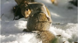 Other papers have already forecast a white Christmas...