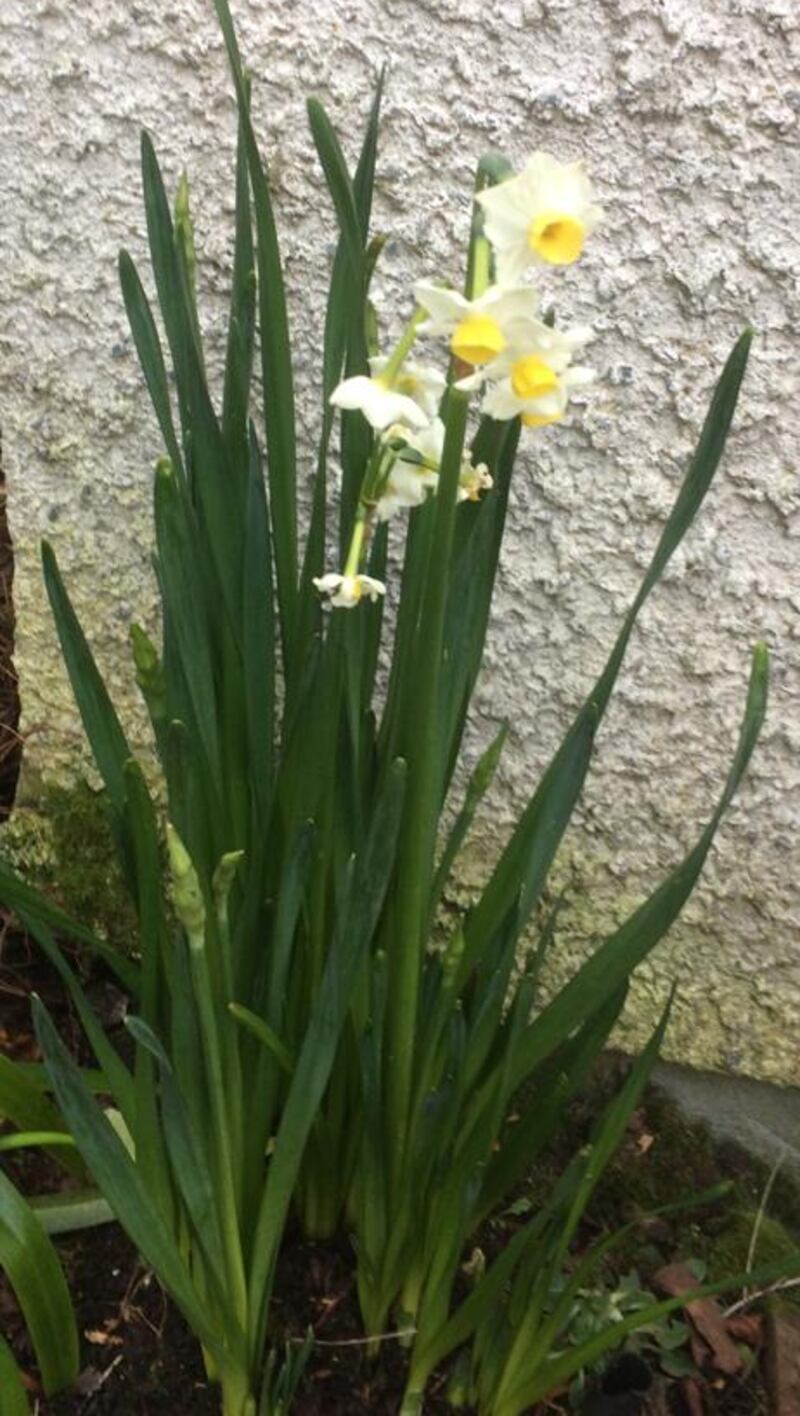Early-flowering daffodils. Photograph supplied by E Hand