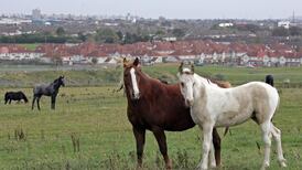 DSPCA and gardaí at odds over horse cruelty incident