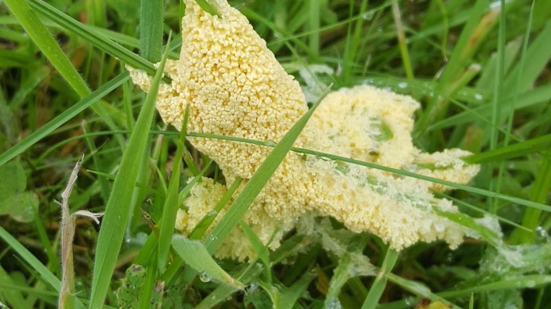 Dog’s vomit