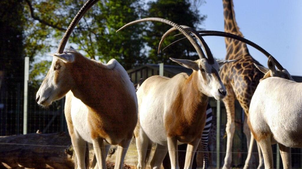 Oryxes at Dublin Zoo. An oryx head was among items seized by customs officials targeting smugglers at the country’s ports.