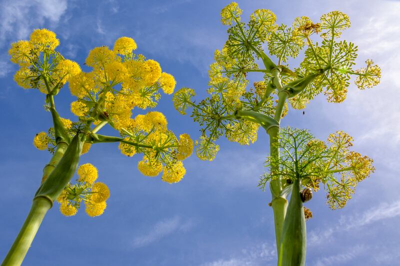 Ferula communis, the giant fennel. Photograph: Getty