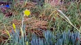 Eye on Nature: Your notes and queries for Ethna Viney