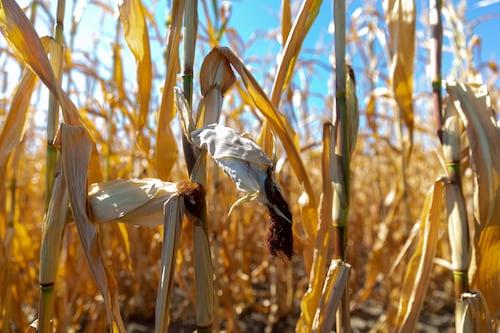 World faces ‘devastating consequences’ after missing 1.5 degrees climate target, says UN head