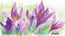 Michael Viney: Spices worth more than their weight in gold