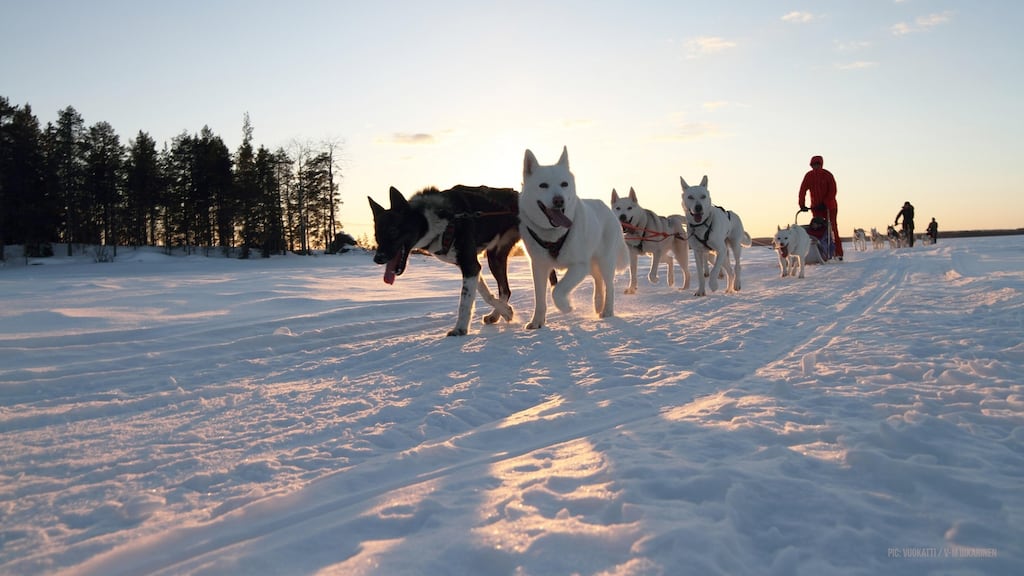 The new Finland adventure holiday offers a chance to swap playdates for a husky safari this mid-term break